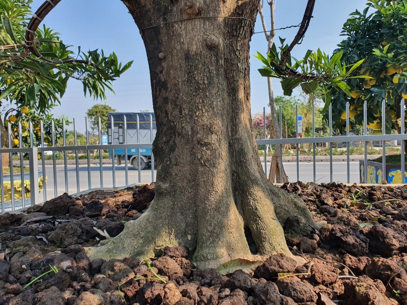 View -             Cây trứng gà tứ quý, khách trả 500 triệu chủ nhà không bán    