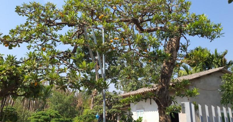 View -             Cây trứng gà tứ quý, khách trả 500 triệu chủ nhà không bán    